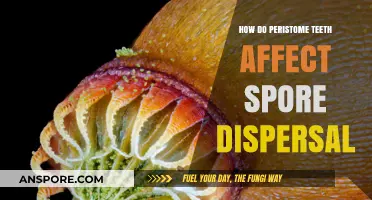 Peristome Teeth: Unlocking the Secrets of Efficient Spore Dispersal