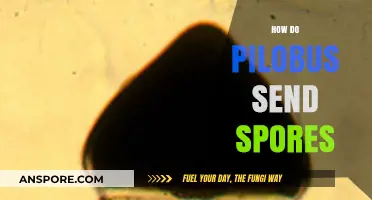 Pilobolus Fungus: Unveiling the Unique Mechanism of Spore Dispersal