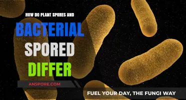 Plant vs. Bacterial Spores: Key Differences in Structure and Survival