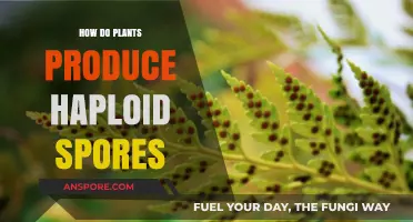 Unveiling the Process: How Plants Generate Haploid Spores in Nature