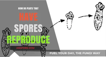 How Spores Enable Plant Reproduction: A Fascinating Process Explained