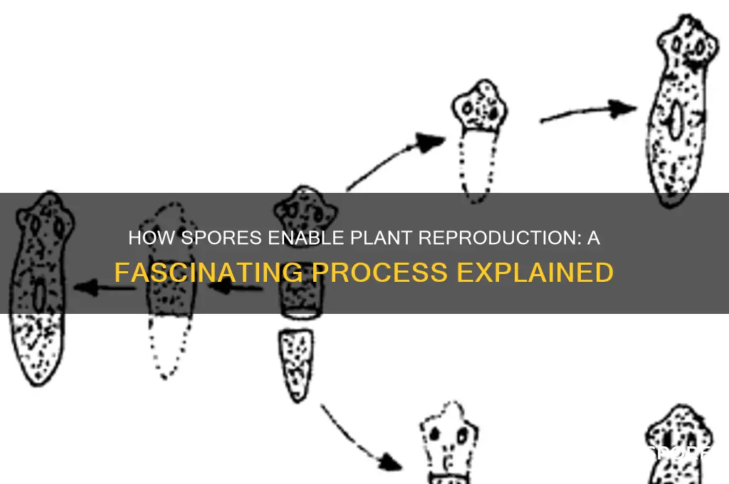 how do plnts that have spores reproduce