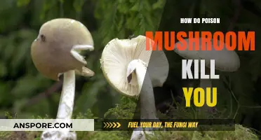 Deadly Fungi: How Poisonous Mushrooms Can Lead to Fatal Consequences