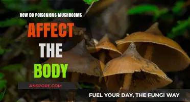 Poisonous Mushrooms: Understanding Their Deadly Impact on Humans