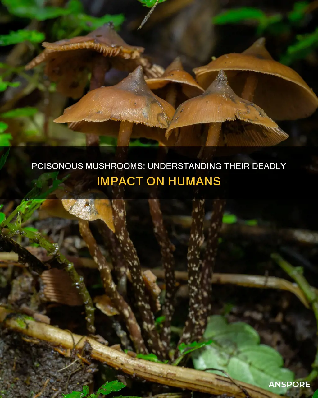 how do poisonious mushrooms affect the body