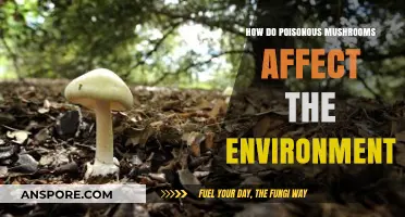 Poisonous Mushrooms: Environmental Impact and Ecosystem Disruption Explained