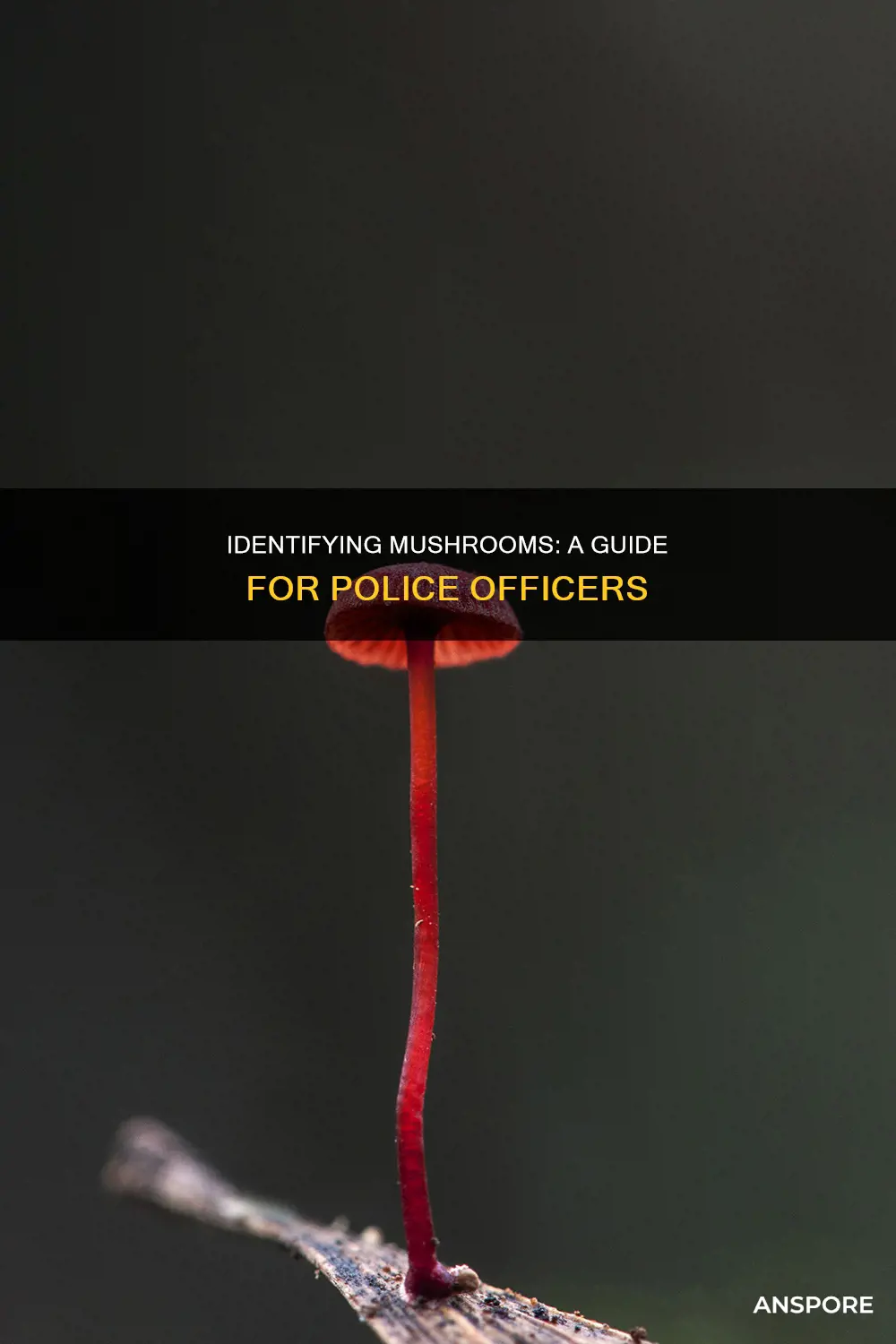 how do police identify mushrooms