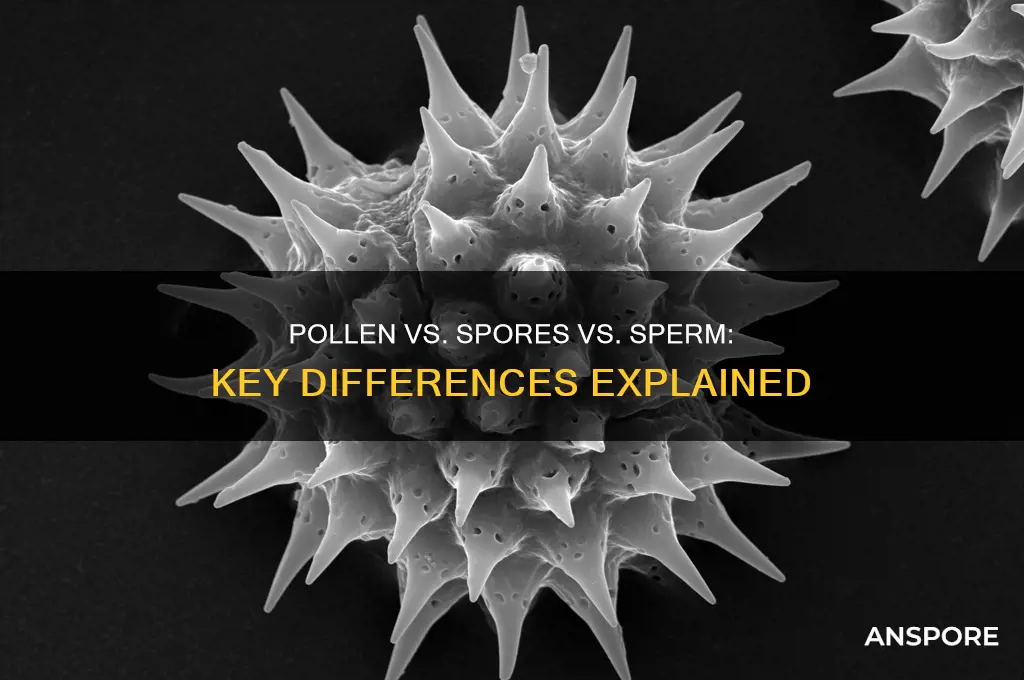how do pollen grains differ from spores or sperms