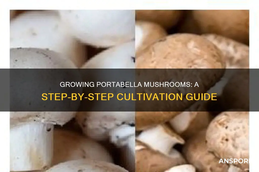 how do portabella mushrooms grow
