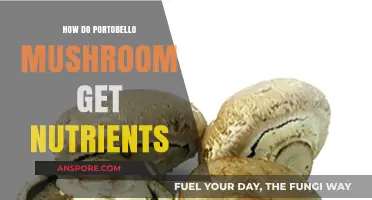 Unveiling Portobello Mushrooms' Nutrient Secrets: Growth, Absorption, and Benefits