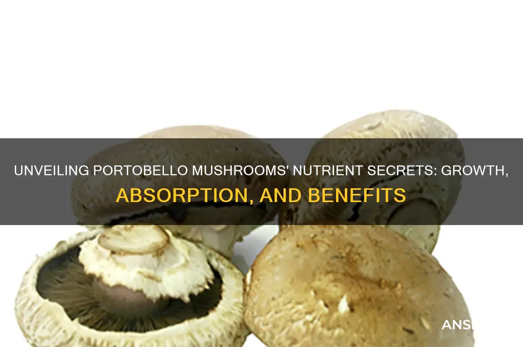 how do portobello mushroom get nutrients
