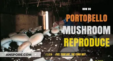 Portobello Mushroom Reproduction: Understanding Their Unique Life Cycle and Growth
