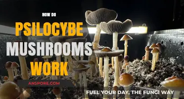 Magic Mushrooms: Unlocking the Power of Psilocybin