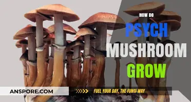 Unveiling the Mystical Growth of Psychedelic Mushrooms in Nature