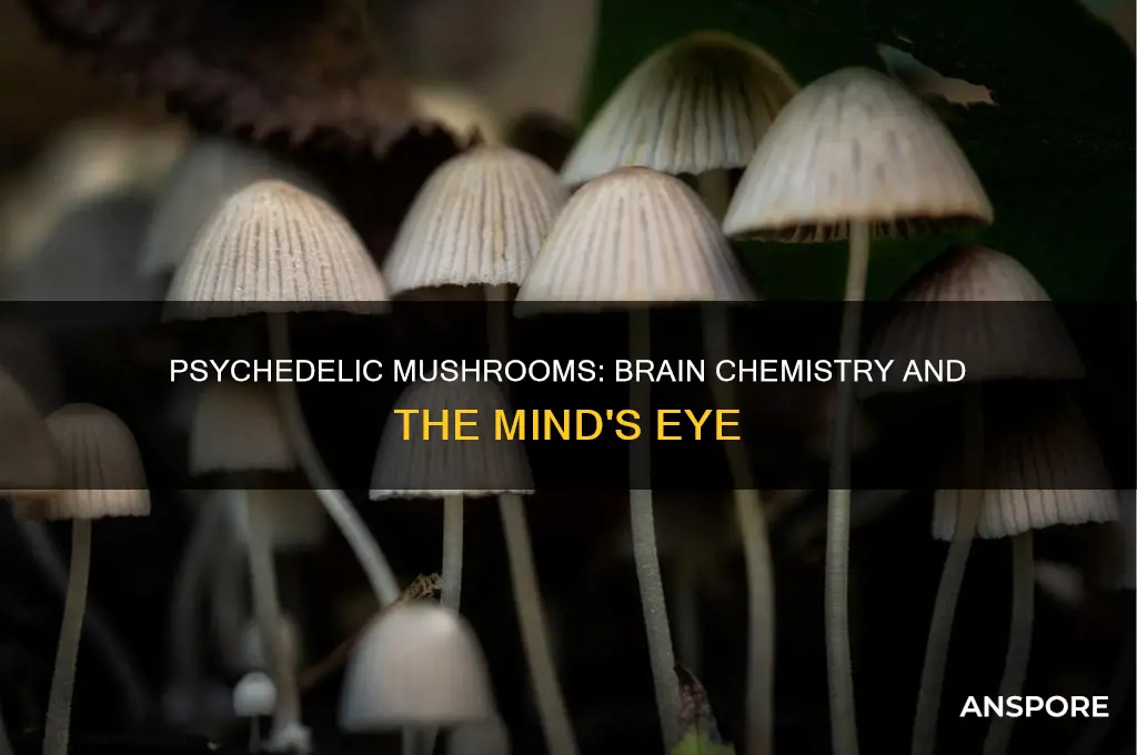 how do psychedelic mushrooms affect your brain