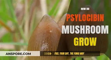 Understanding the Natural Growth Process of Psilocybin Mushrooms