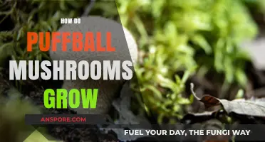 Unveiling the Fascinating Growth Process of Puffball Mushrooms