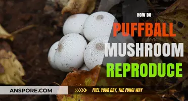 Puffball Mushrooms: Reproductive Strategies and Life Cycles