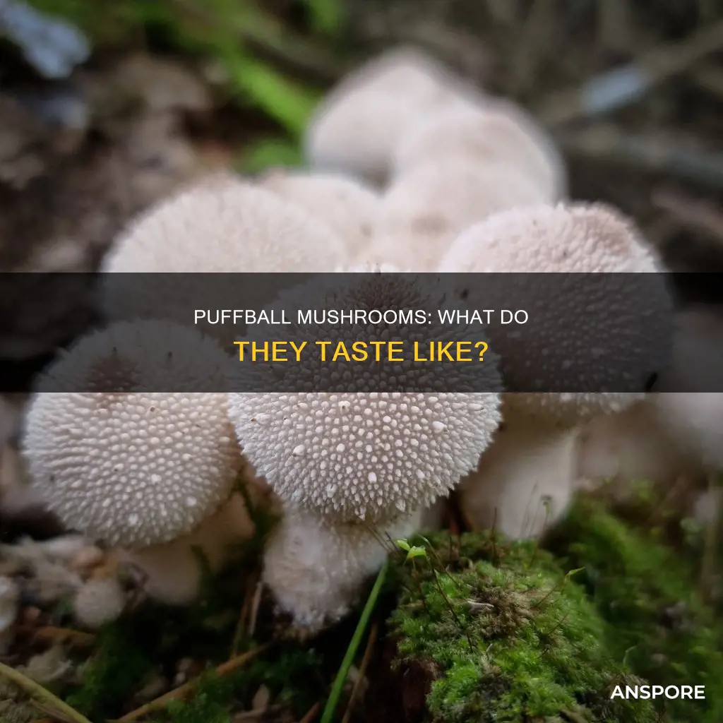 how do puffball mushrooms taste