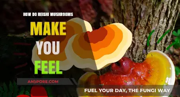 Reishi Mushrooms: Unlocking Calm, Energy, and Balance in Your Daily Life