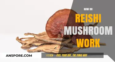 Reishi Mushrooms: How Do They Work?