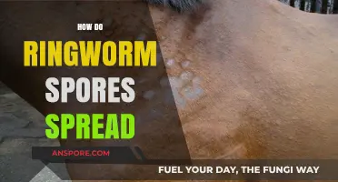 Understanding Ringworm: How Spores Spread and Cause Infections