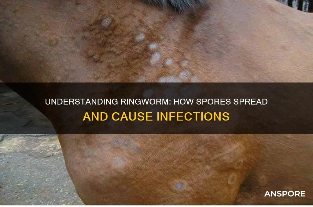 how do ringworm spores spread