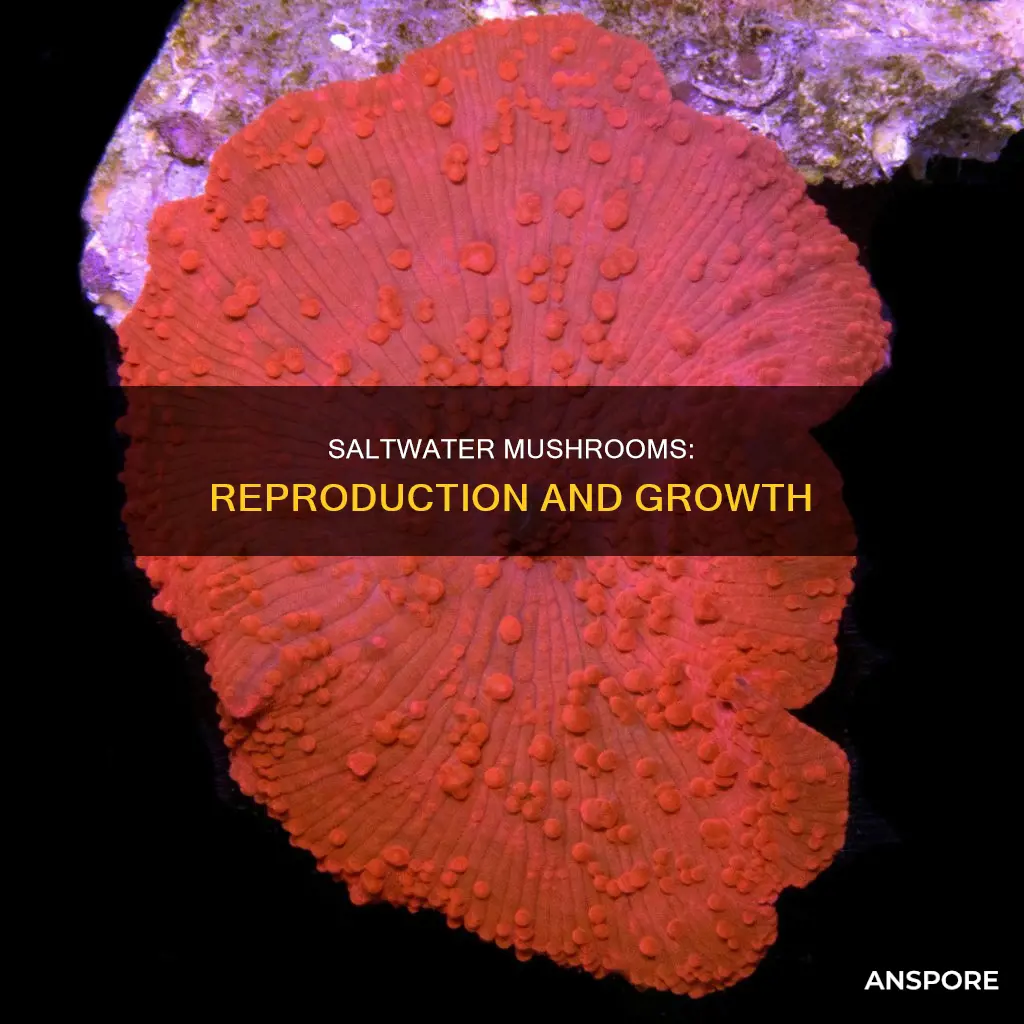how do saltwater mushrooms reproduce