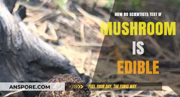 Testing Edibility: Scientific Methods to Safely Identify Mushrooms