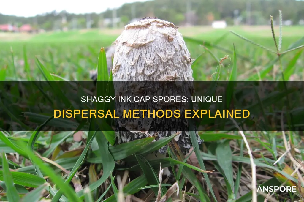 how do shaggy ink cap disperse their spores