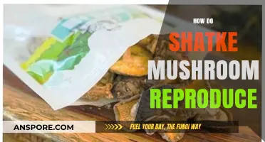 Shitake's Secret: Spores and More