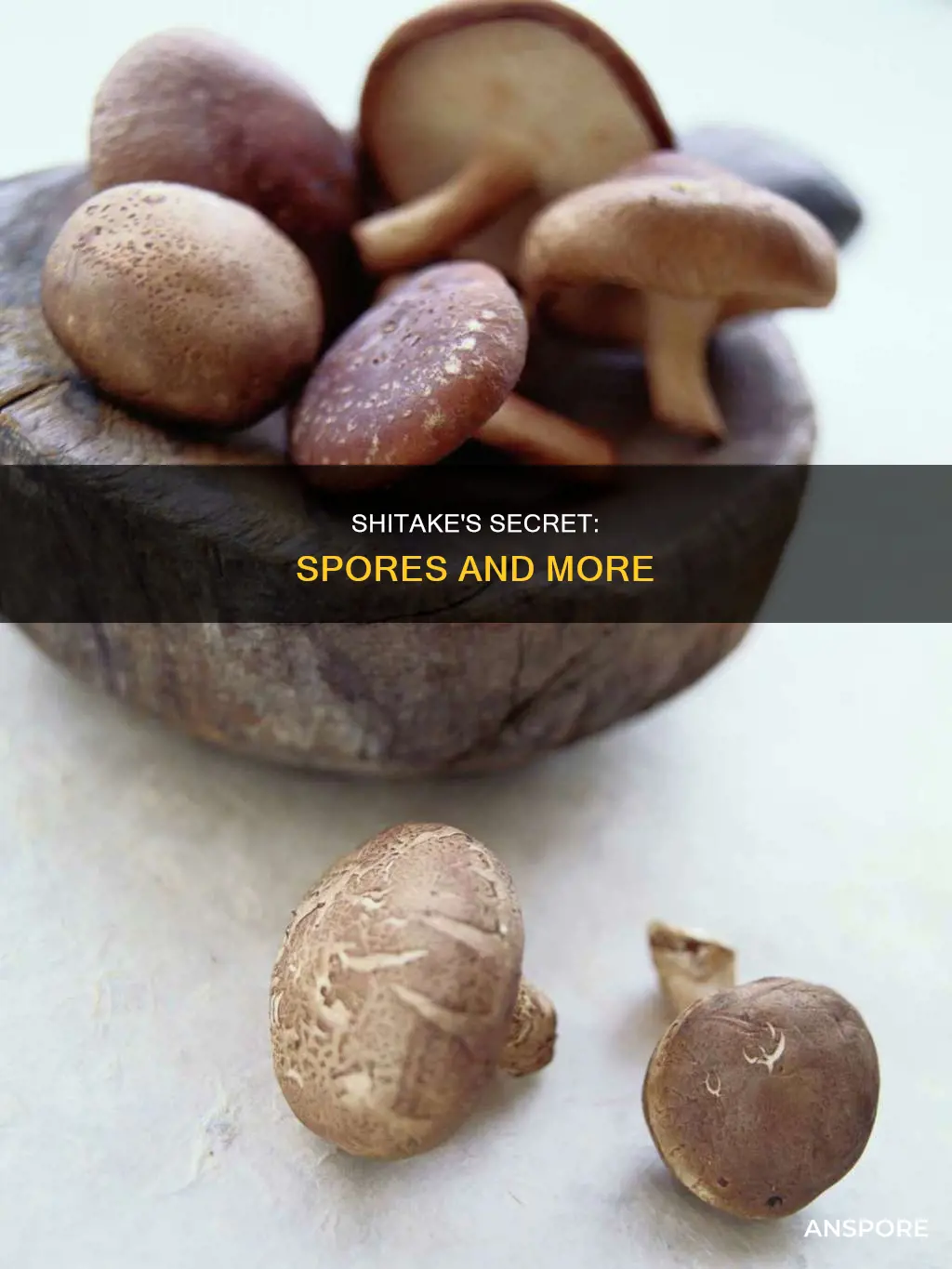 how do shatke mushrooms reproduce