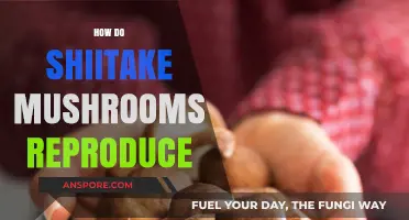 Shiitake Mushrooms: Reproduction and Life Cycle Explained
