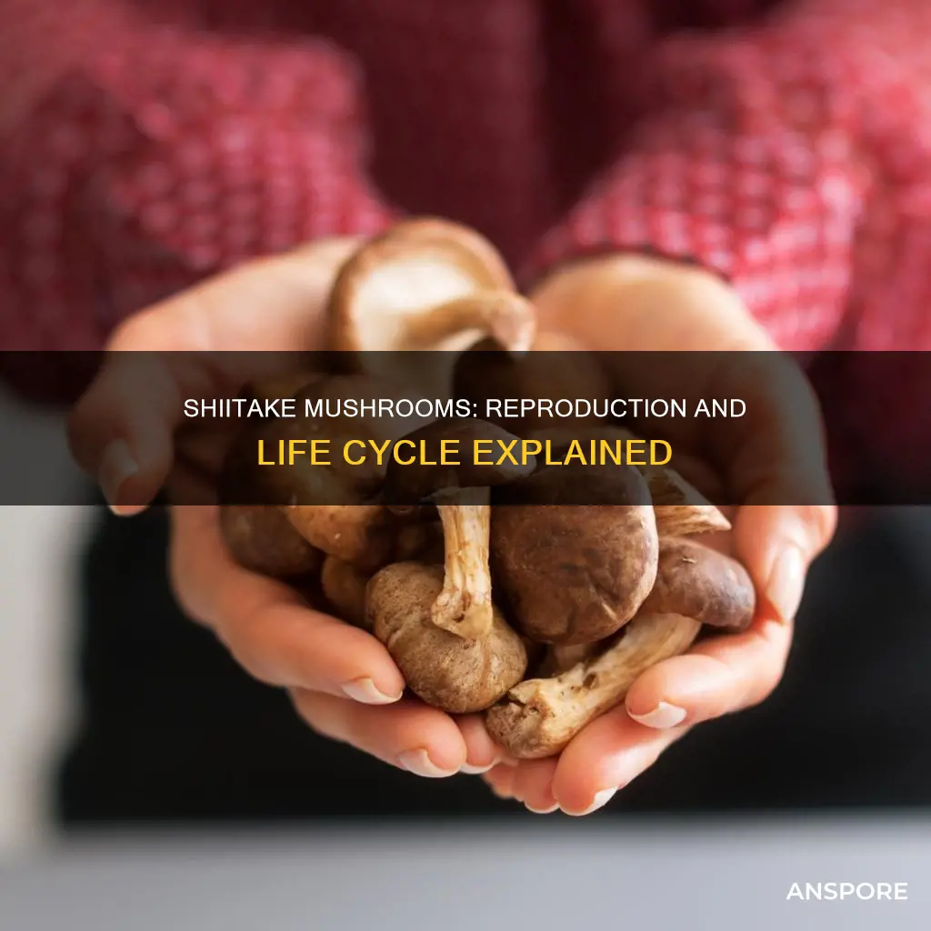 how do shiitake mushrooms reproduce