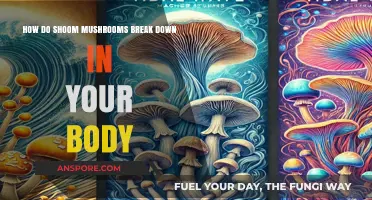 Magic Mushroom Metabolism: Understanding the Breakdown