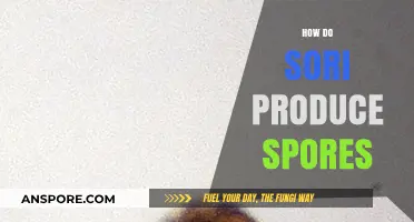 Understanding Sori: The Fascinating Process of Spore Production in Ferns