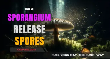 Understanding Sporangium: Mechanisms of Spores Release in Plants and Fungi