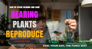 Spore and Cone Bearing Plants: Unveiling Unique Reproduction Strategies