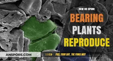 Unveiling the Fascinating Reproduction Methods of Spore-Bearing Plants