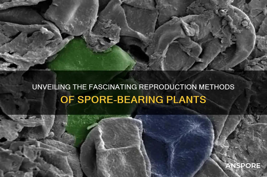 how do spore bearing plants reproduce