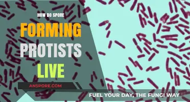 Survival Strategies of Spore-Forming Protists: Unlocking Their Resilient Life Cycle