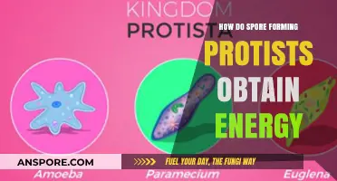 Spore-Forming Protists: Unveiling Their Unique Energy Acquisition Strategies