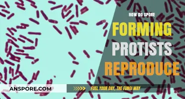 Unveiling the Unique Reproduction Methods of Spore-Forming Protists