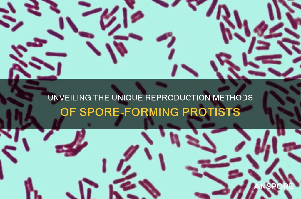 how do spore forming protists reproduce