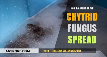 Unveiling the Silent Spread: How Chytrid Fungus Spores Travel and Thrive