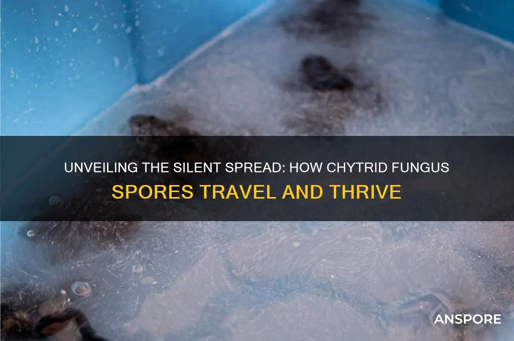 how do spore of the chytrid fungus spread