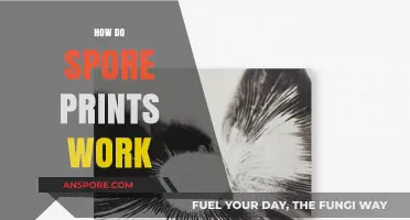 Understanding Spore Prints: A Simple Guide to Mushroom Identification