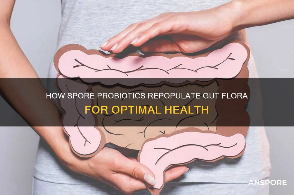 how do spore probiotics repopulate