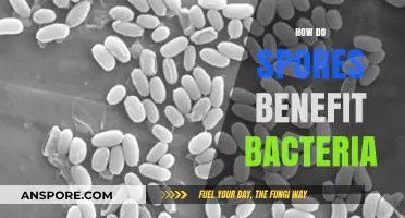 How Spores Enhance Bacterial Survival, Spread, and Resilience