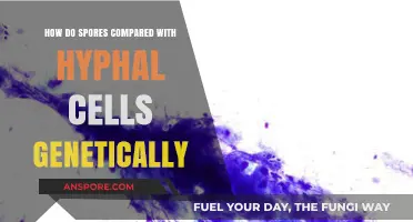 Genetic Differences Between Spores and Hyphal Cells in Fungi Explained